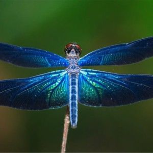 Meet your Posher, Geller